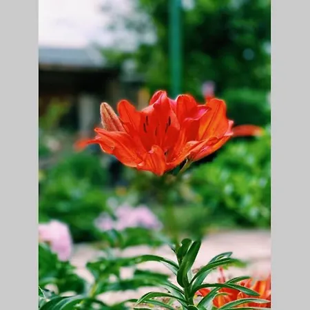 Cute Little House With A White Picket Fence Feriehus