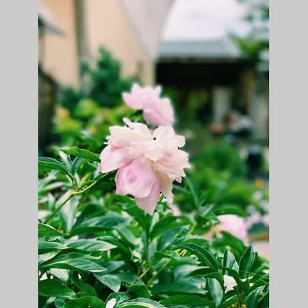 Feriehus Cute Little House With A White Picket Fence *