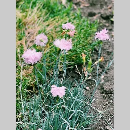 Cute Little House With A White Picket Fence Feriehus Burgas City