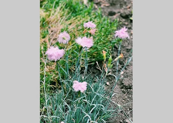 Cute Little House With A White Picket Fence Ваканционна къща Бургас